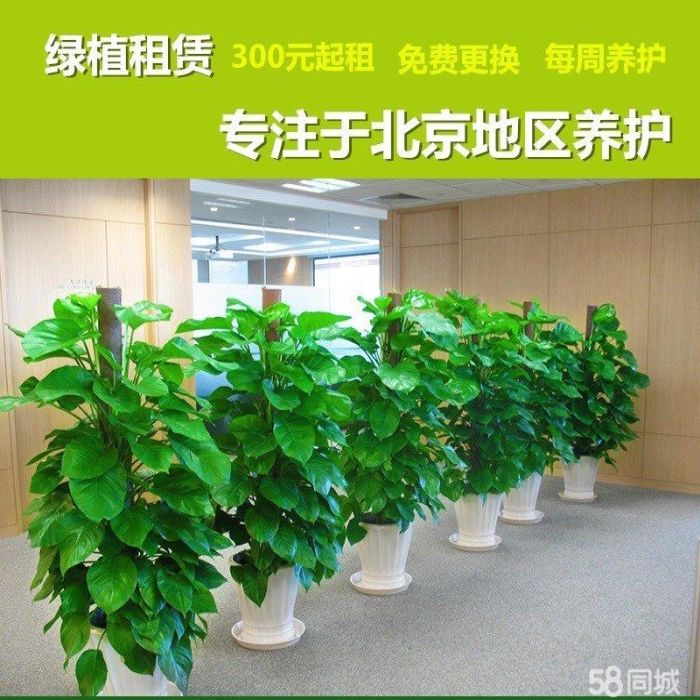 北京花卉租摆绿植租赁面向全北京服务