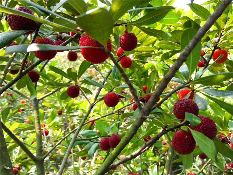 2024年马山杨梅6月10号开始采摘