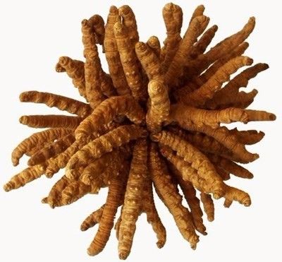 定西市回收礼品冬虫夏草2000条1公斤克价格166元